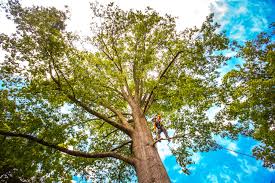 Best Pest Control for Lawns  in Comanche, OK