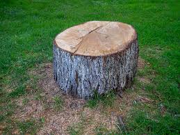 Professional Tree Services in Comanche, OK