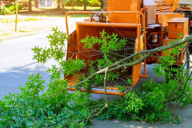 Best Seasonal Cleanup (Spring/Fall)  in Comanche, OK