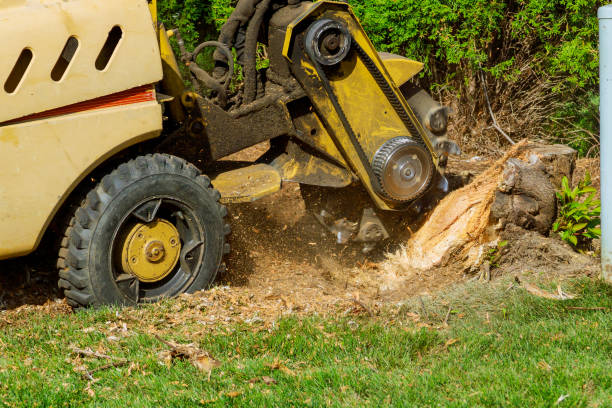 Best Root Management and Removal  in Comanche, OK