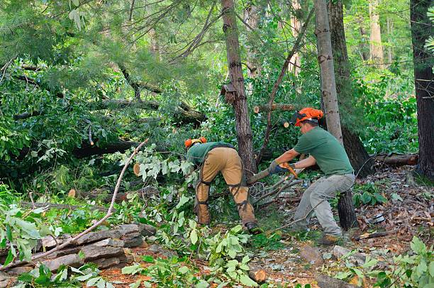 Best Emergency Tree Removal  in Comanche, OK