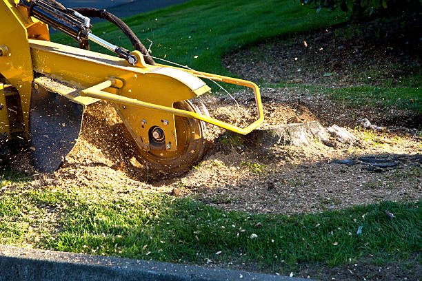 Best Commercial Tree Services  in Comanche, OK