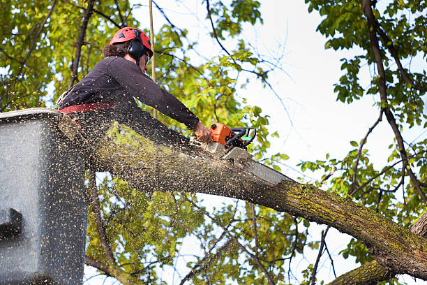 Best Leaf Removal  in Comanche, OK