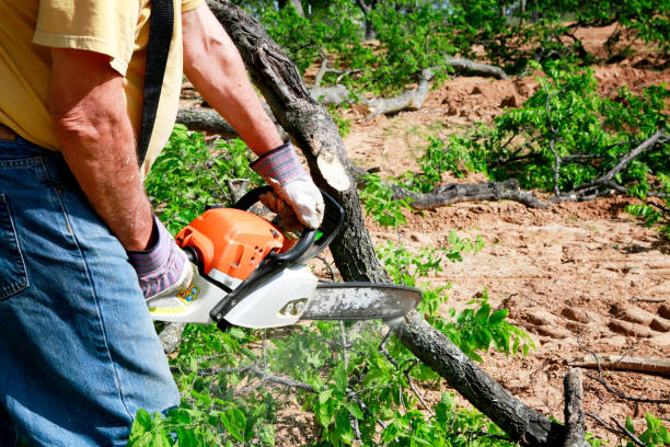 Best Lawn Disease Treatment  in Comanche, OK